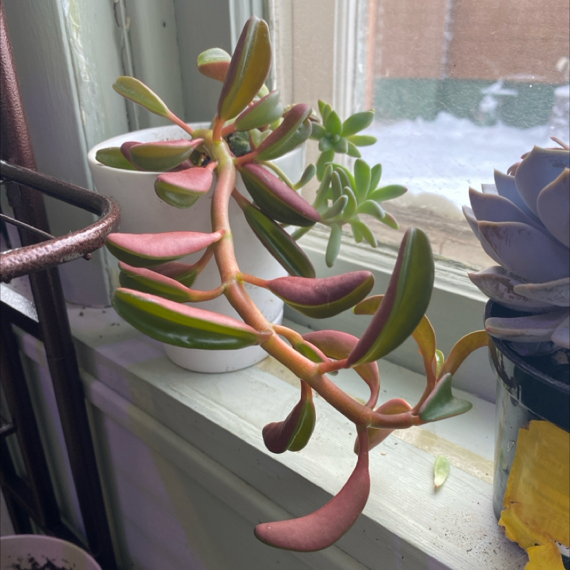 Peperomia graveolens 'Ruby Glow' plant on a windowsill with vibrant red and green leaves.