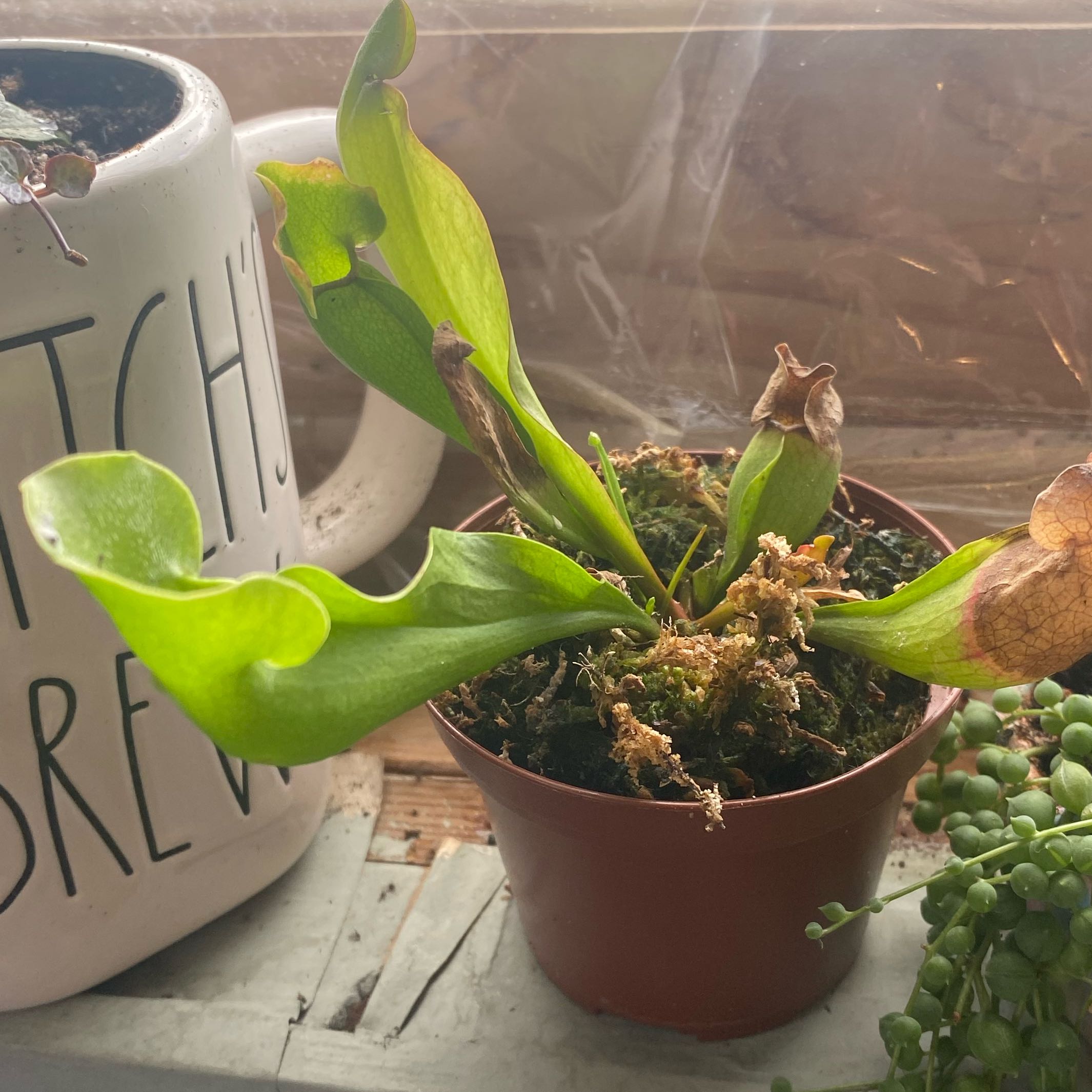 Purple Pitcher Plant in a small pot with some browning leaves, soil visible.