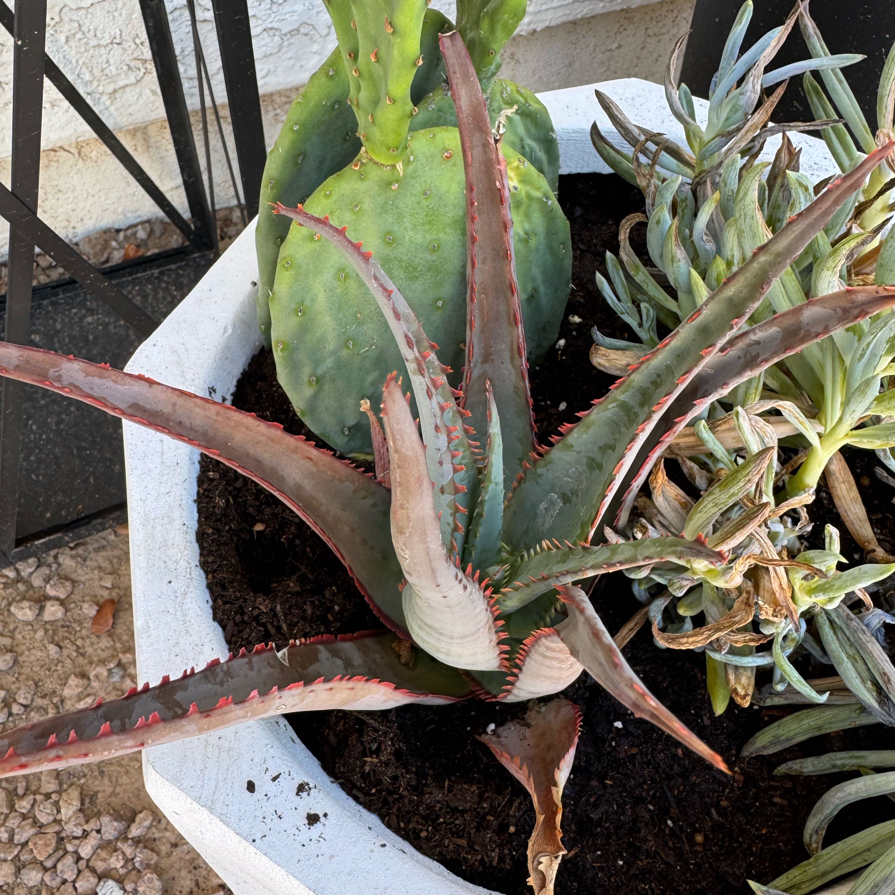 Photo of the plant species Aloe divaricata subsp. divaricata by @RegnantLoquat3 named Wall-E on Greg, the plant care app