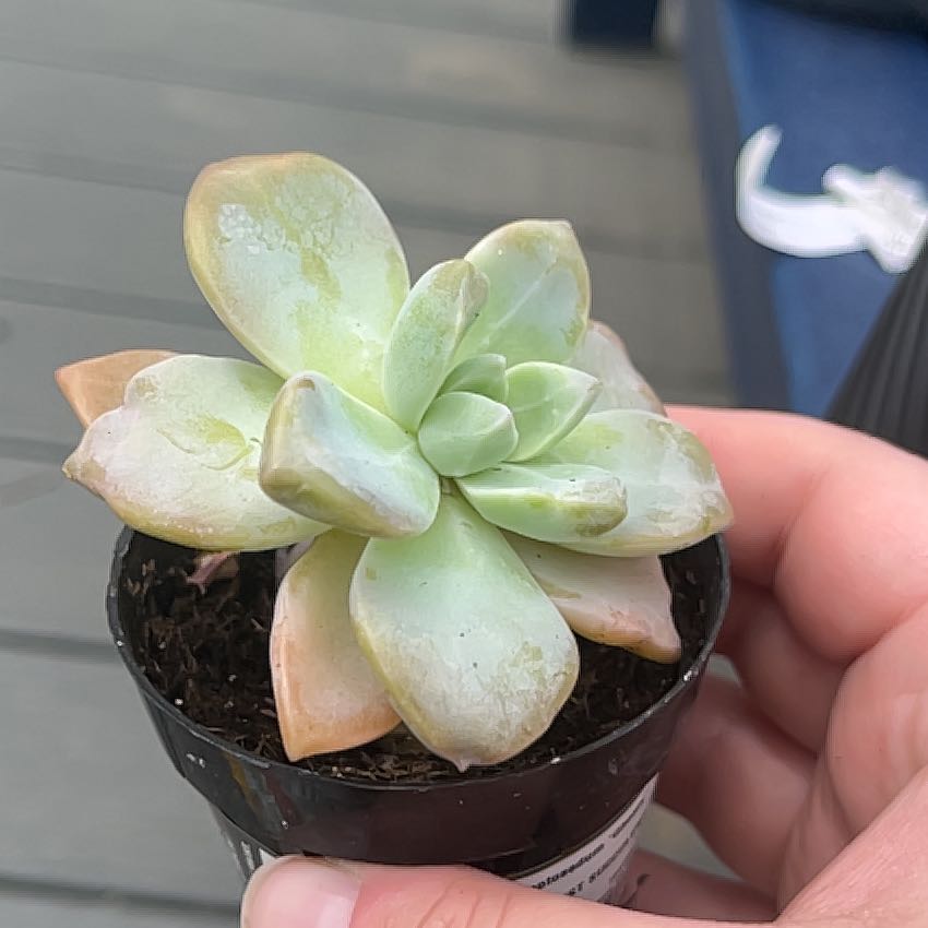 Photo of the plant species Graptosedum Ghosty by @SlickNoognug37 named Harmony on Greg, the plant care app