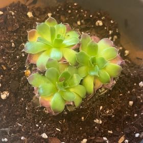 Photo of the plant species Jovibarba by @SlickNoognug37 named Harper on Greg, the plant care app
