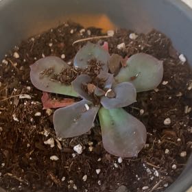 Photo of the plant species Echeveria 'Eliza' by @SlickNoognug37 named Willow on Greg, the plant care app