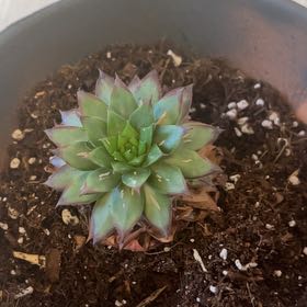 Photo of the plant species Sempervivum 'Maria Laach' by @SlickNoognug37 named Luna on Greg, the plant care app