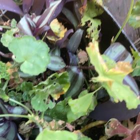 Photo of the plant species Centella by @JesterLimetuff named Gaga on Greg, the plant care app