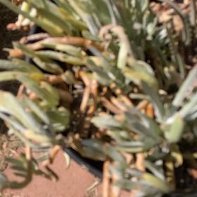 Photo of the plant species Bright Green Dudleya by @JesterLimetuff named Gomez on Greg, the plant care app