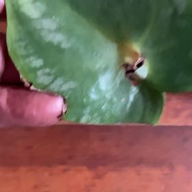 Photo of the plant species Hexastylis arifolia by @JesterLimetuff named Tolkien on Greg, the plant care app