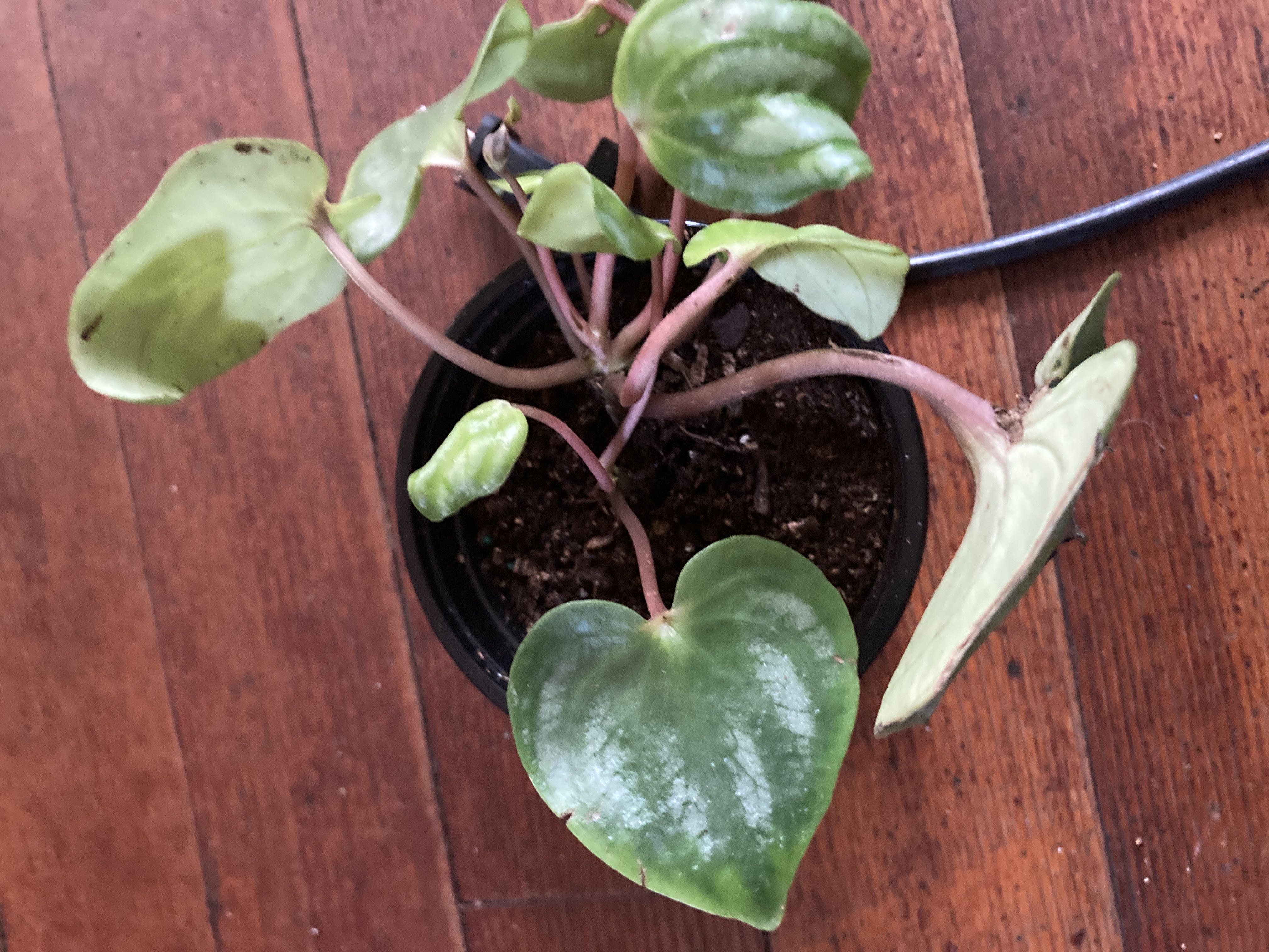 Photo from the post