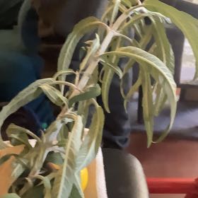 Photo of the plant species Russian Olive by @JesterLimetuff named Austen on Greg, the plant care app