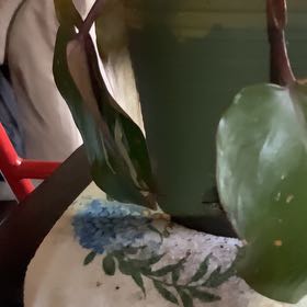 Photo of the plant species Philodendron 'Green Emerald' by @JesterLimetuff named Mando on Greg, the plant care app