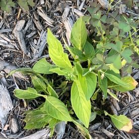 Photo of the plant species Virginia Knotweed by @CompleteMastic named Rosa on Greg, the plant care app
