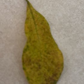 Photo of the plant species Mulan magnolia by @BossChestnutoak named da Vinci on Greg, the plant care app