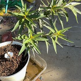 Photo of the plant species Swamp Milkweed by @JovialCanna29 named Muhammad Ali on Greg, the plant care app