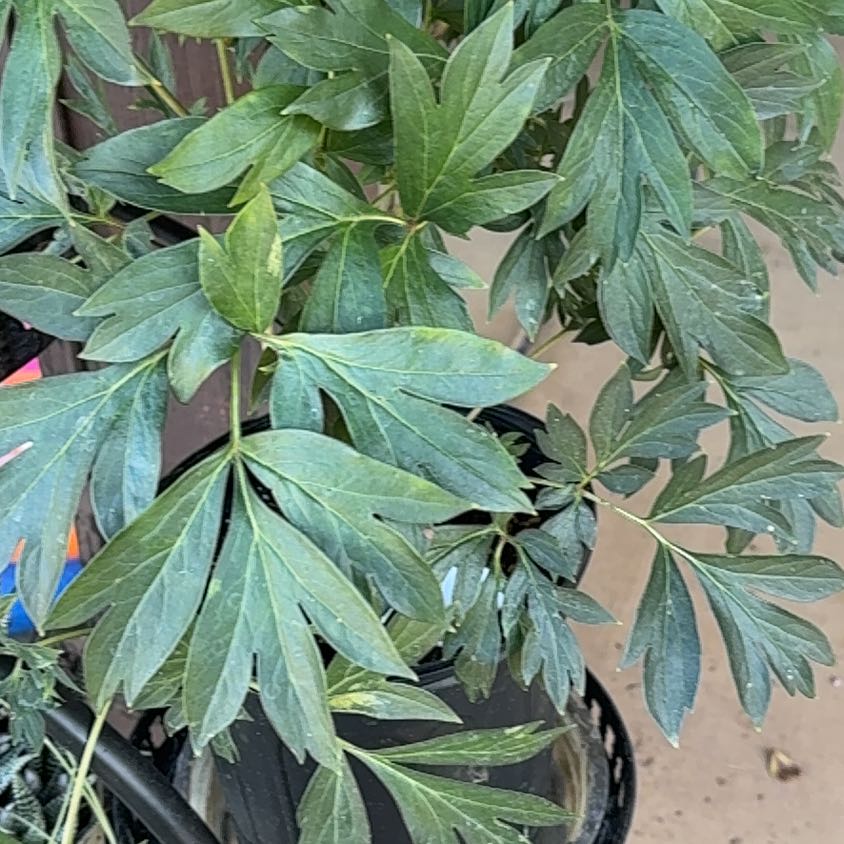 Photo of the plant species Chinese Peony by @JovialCanna29 named Fernie Saunders on Greg, the plant care app