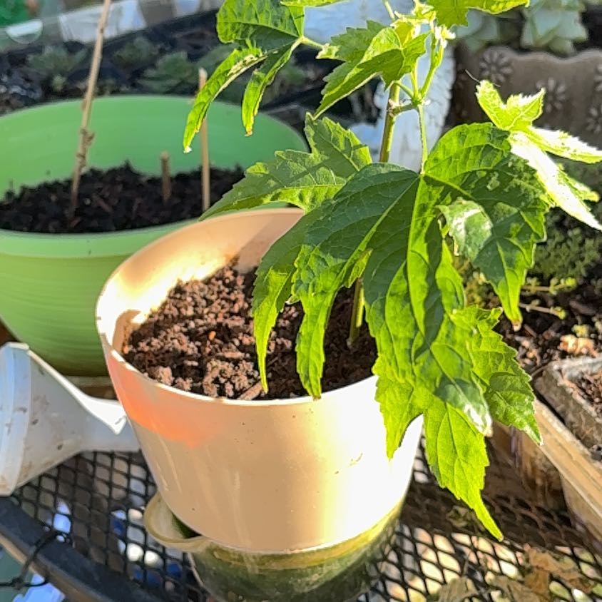 Photo of the plant species Abutilon Striatum by @JovialCanna29 named Tupot amaroot on Greg, the plant care app