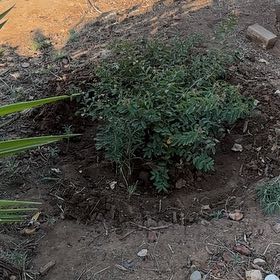 Photo of the plant species Graceful Sandmat by @JovialCanna29 named Gaga on Greg, the plant care app