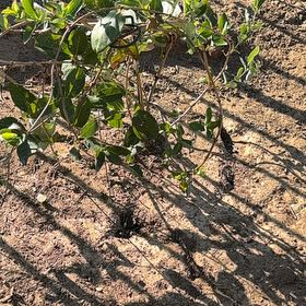 Photo of the plant species Black Mangrove by @JovialCanna29 named Foxxy on Greg, the plant care app