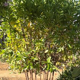 Photo of the plant species Guava Tree by @JovialCanna29 named Surya on Greg, the plant care app