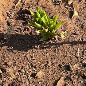 Photo of the plant species Seaside Goldenrod by @JovialCanna29 named Captain Plant-it on Greg, the plant care app