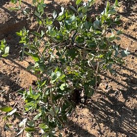 Photo of the plant species Box Holly by @JovialCanna29 named Messi on Greg, the plant care app