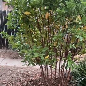 Photo of the plant species Guava Tree by @JovialCanna29 named Kylie on Greg, the plant care app