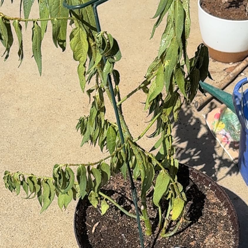 Photo of the plant species Curry Tree by @JovialCanna29 named Osmo on Greg, the plant care app