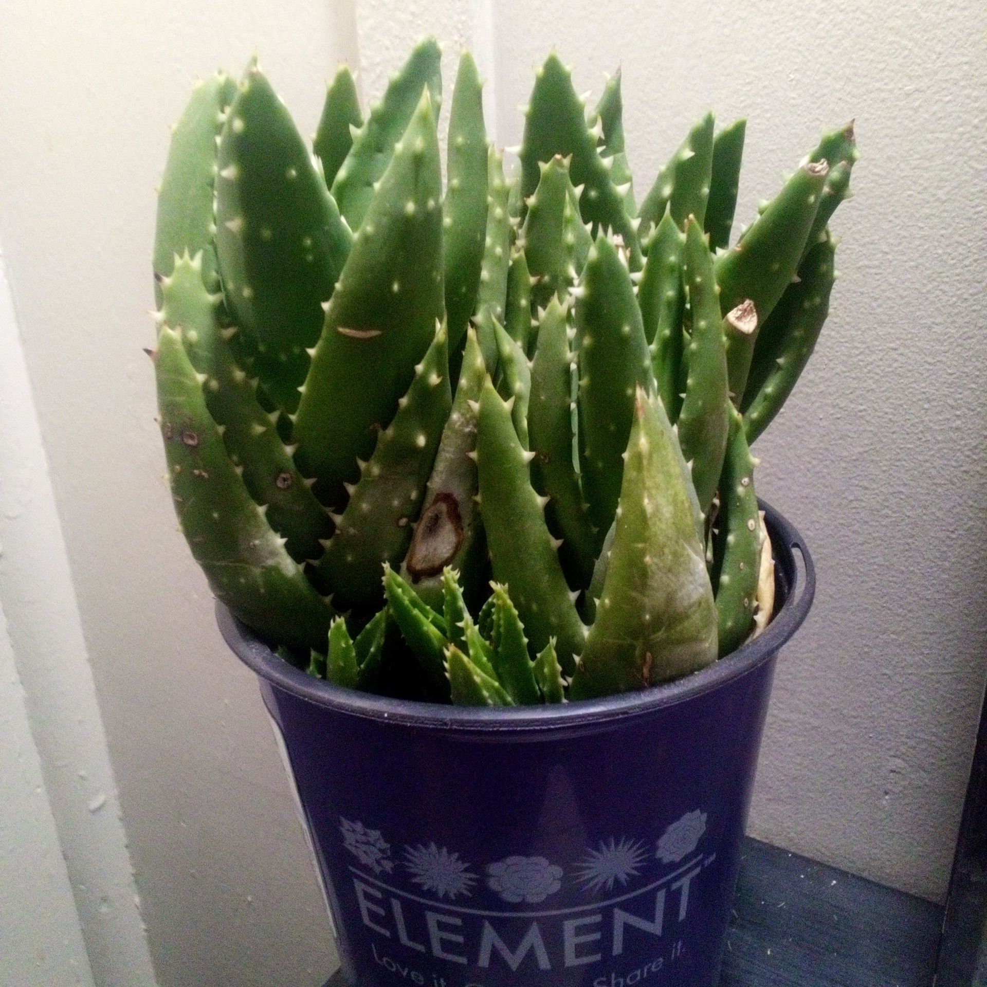 Photo of the plant species Gold Tooth Aloe by @ChiefIcarus99 named Spike on Greg, the plant care app
