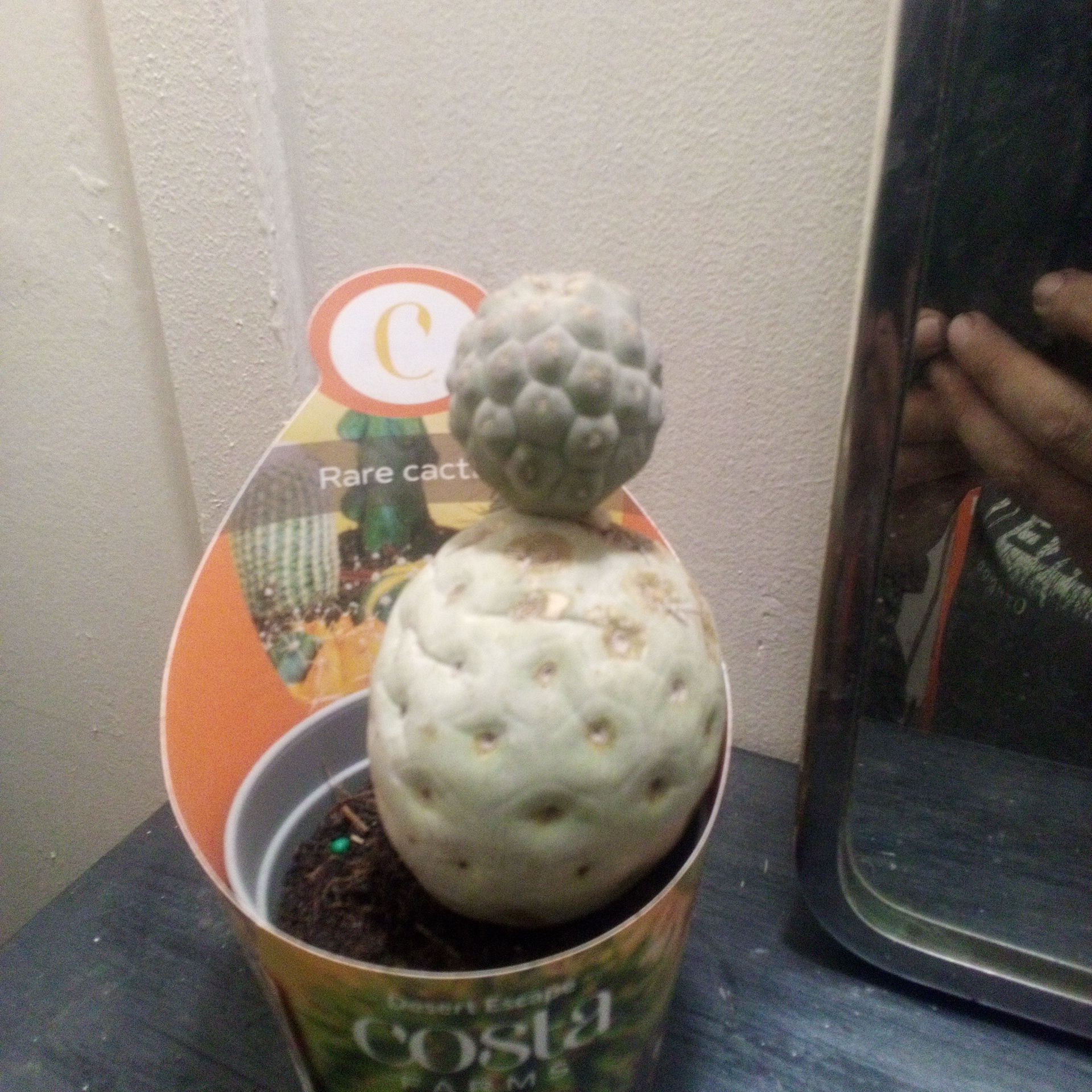 Photo of the plant species Tephrocactus 'Album' by @ChiefIcarus99 named Coco on Greg, the plant care app