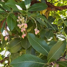 Photo of the plant species Strawberry-Tree by @DollHautree97 named Pax on Greg, the plant care app