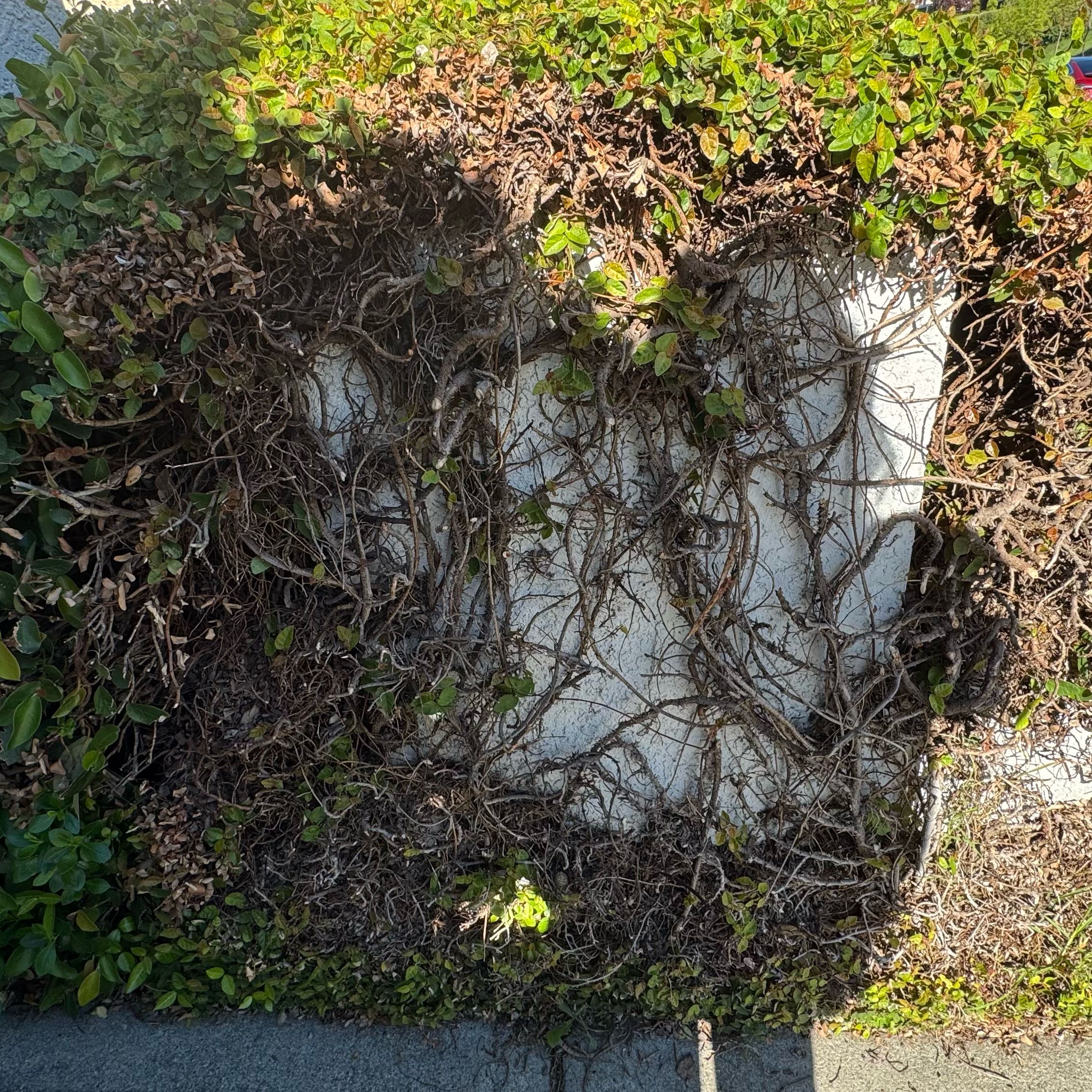 Photo of the plant species Mile-a-Minute Vine by @DollHautree97 named Messi on Greg, the plant care app