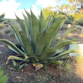 Photo of the plant species Agave Raksasa by @DollHautree97 named Peter Parker on Greg, the plant care app