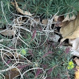 Photo of the plant species Cypress Spurge by @DollHautree97 named Remington on Greg, the plant care app