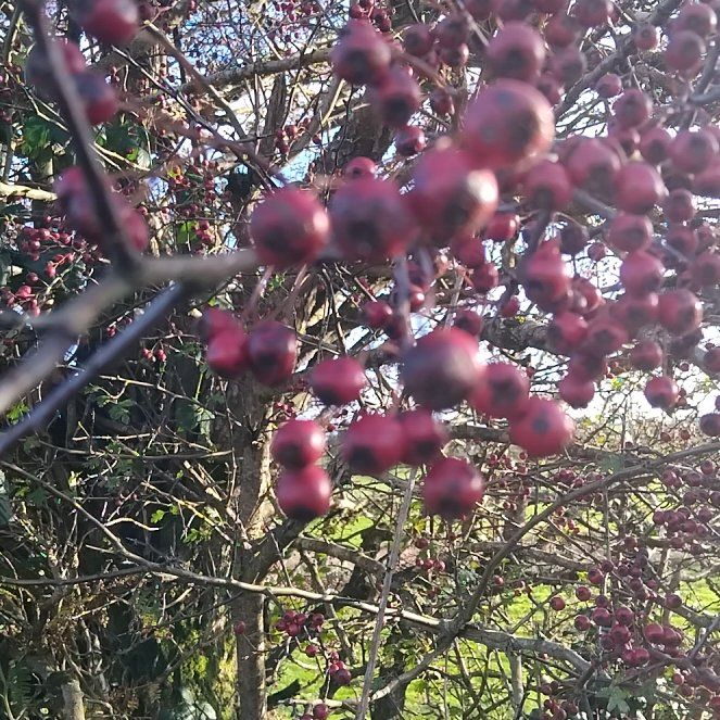 Photo of the plant species Hawthorn by @IntegralDodder named Doja Cat on Greg, the plant care app
