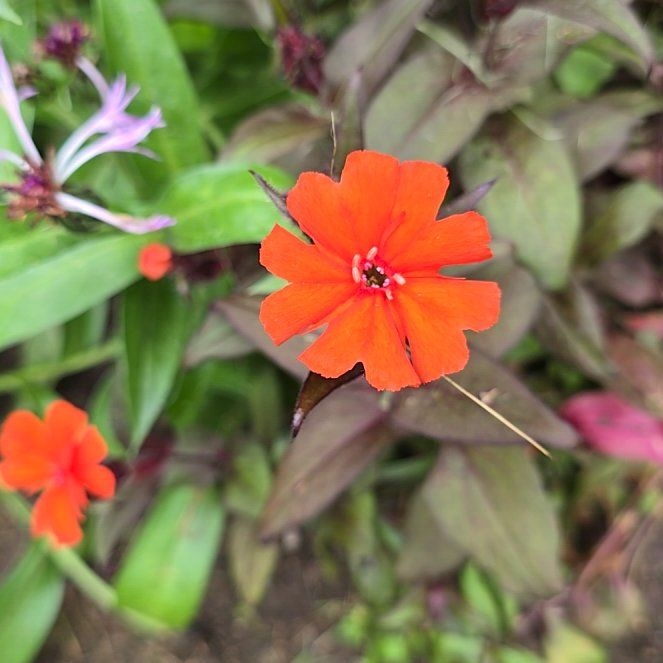 Photo of the plant species Maltese Cross by @ConstantBroom37 named Apollo on Greg, the plant care app