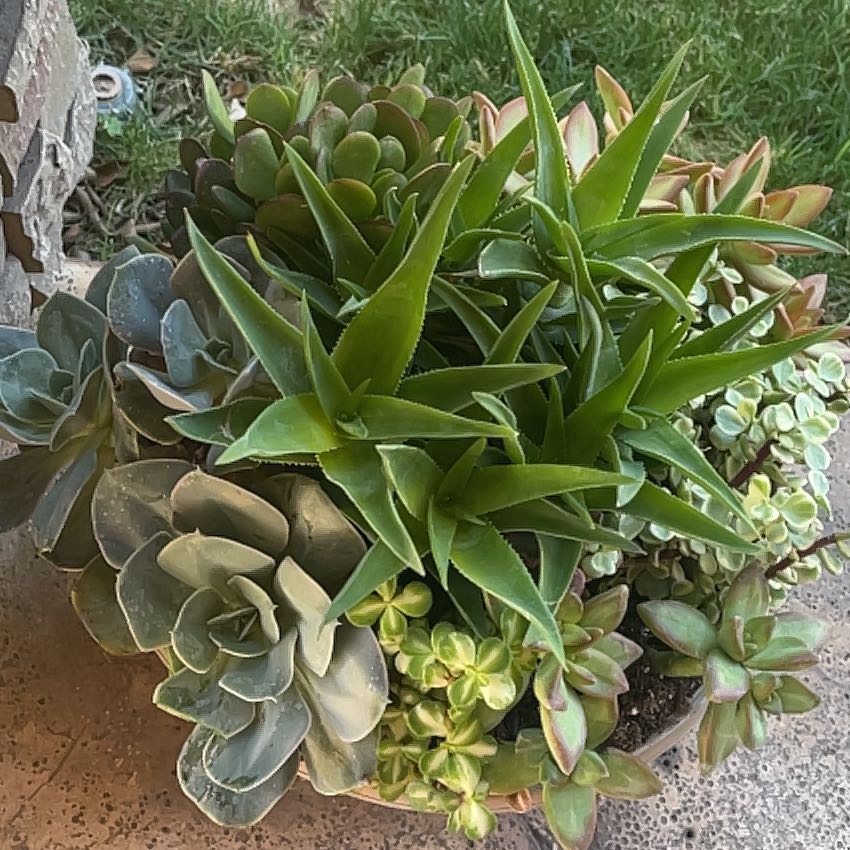 Photo of the plant species Lanceleaf Liveforever by @TopAraguaney6 named Messi on Greg, the plant care app