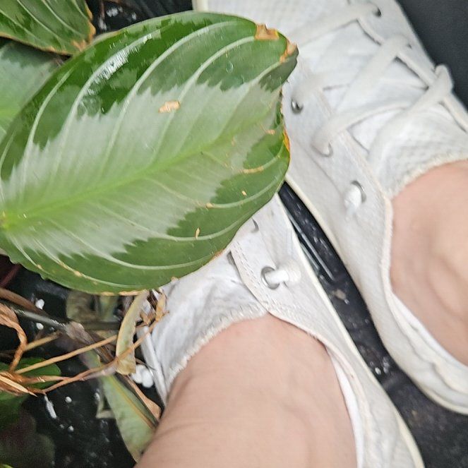Photo of the plant species Maranta by @DiscerningCat65 named Sol on Greg, the plant care app
