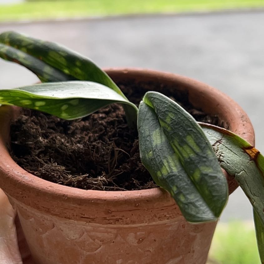 Photo of the plant species Lady Slipper Orchid by @SubtleSunstar10 named Nemo on Greg, the plant care app