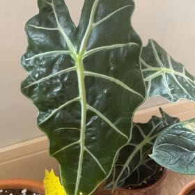 Photo of the plant species Alocasia by @SparklyLithop named Terra on Greg, the plant care app