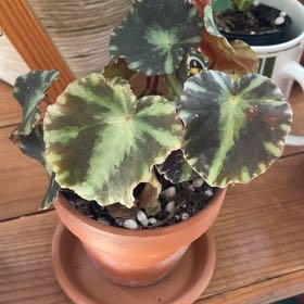 Photo of the plant species Maple leaf begonia by @SparklyLithop named Pax on Greg, the plant care app