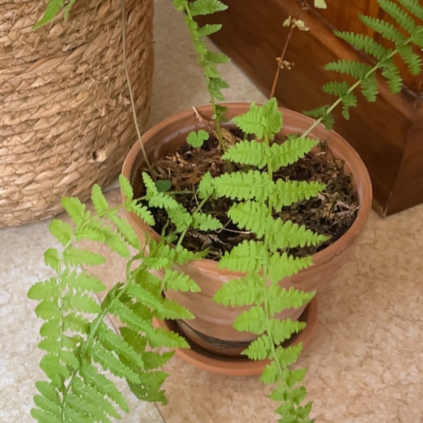 Photo of the plant species Eastern Hayscented Fern by @SparklyLithop named Joe the fern on Greg, the plant care app