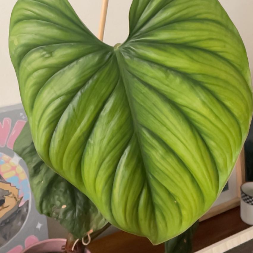 Photo of the plant species Philodendron sp Colombia by @SparklyLithop named Khaleesi on Greg, the plant care app