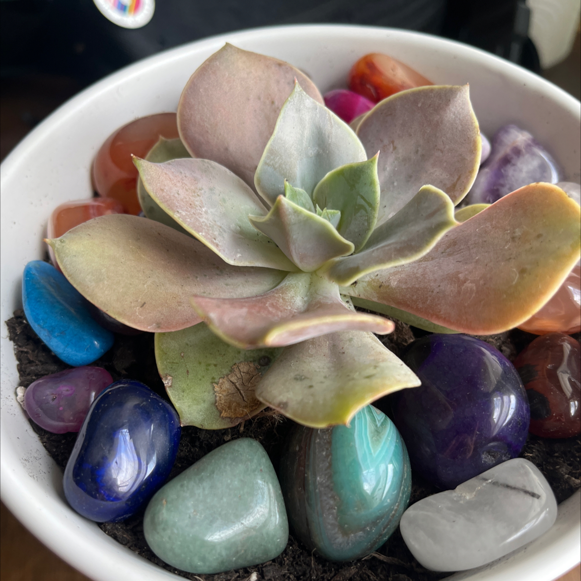 Photo of the plant species Echeveria 'Xanthe Rose' by @HelperYuzu37 named Ke$ha on Greg, the plant care app