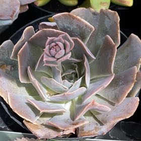 Photo of the plant species Echeveria Belen by @KeyNiaouli82 named James Dean on Greg, the plant care app