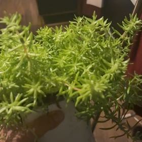 Photo of the plant species Lemon Coral Sedum by @TidyDodder56 named Taylor Swift on Greg, the plant care app
