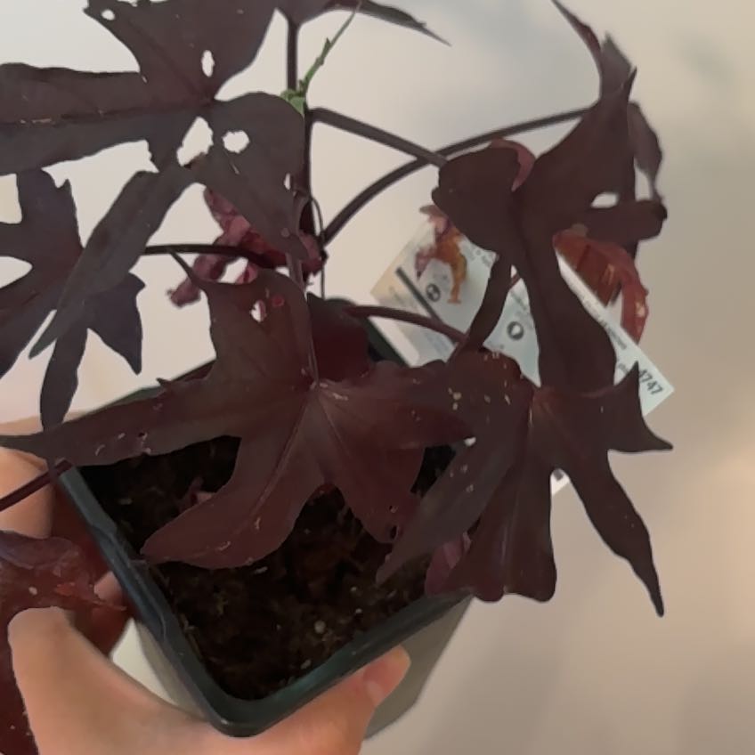 Photo of the plant species Sweet Potato Vine by @TidyDodder56 named Darwin on Greg, the plant care app