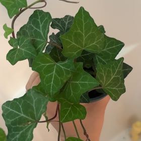 Photo of the plant species Baltic Ivy by @TidyDodder56 named da Vinci on Greg, the plant care app