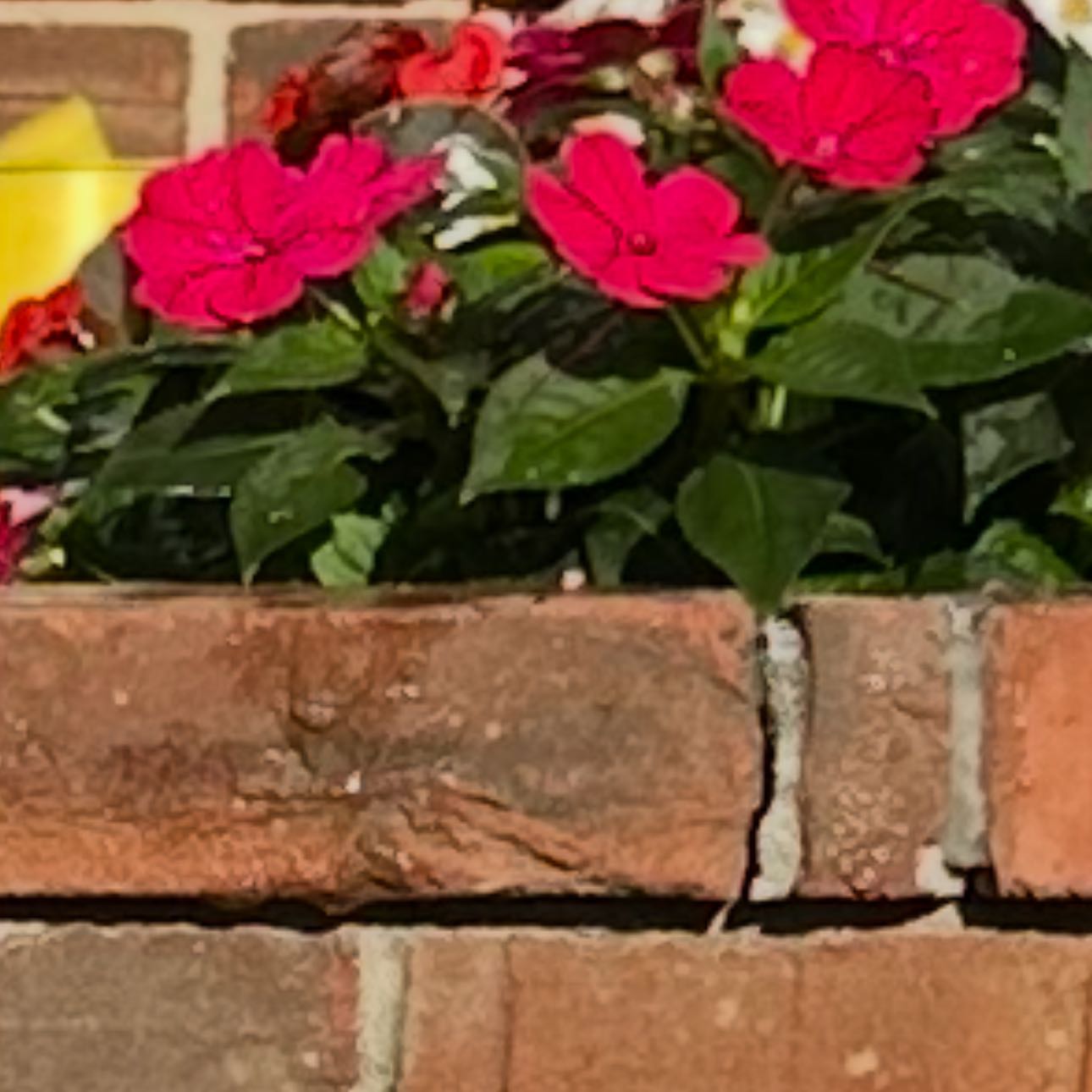 Photo of the plant species SunPatiens by @LucidDamiana15 named Brielle on Greg, the plant care app