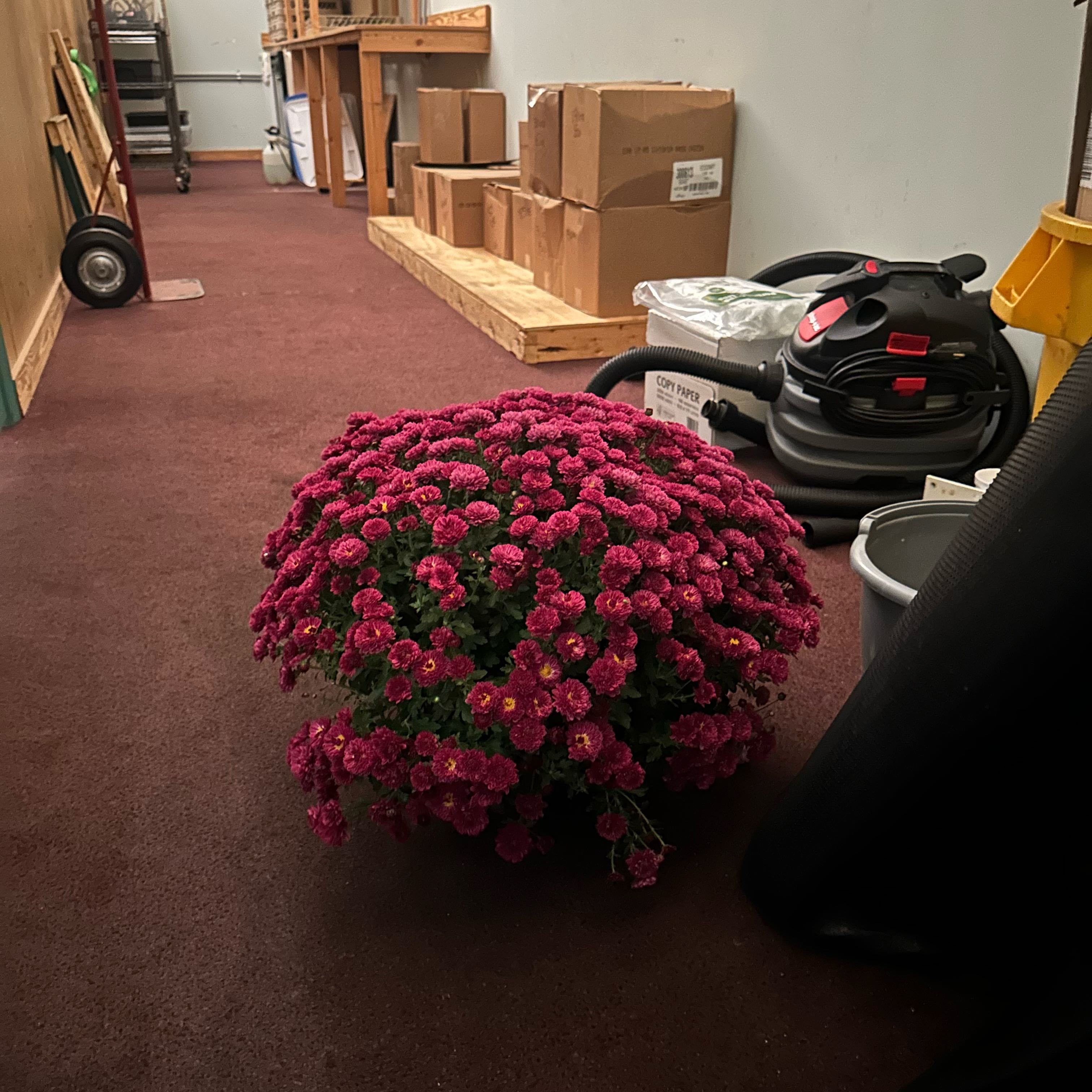 Photo of the plant species Chrysanthemum by @LucidDamiana15 named Hemingway on Greg, the plant care app