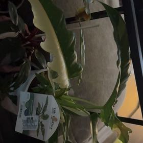 Photo of the plant species Prismacolor Golden Girl Philodendron by @TolerantRedlion named Shakira on Greg, the plant care app