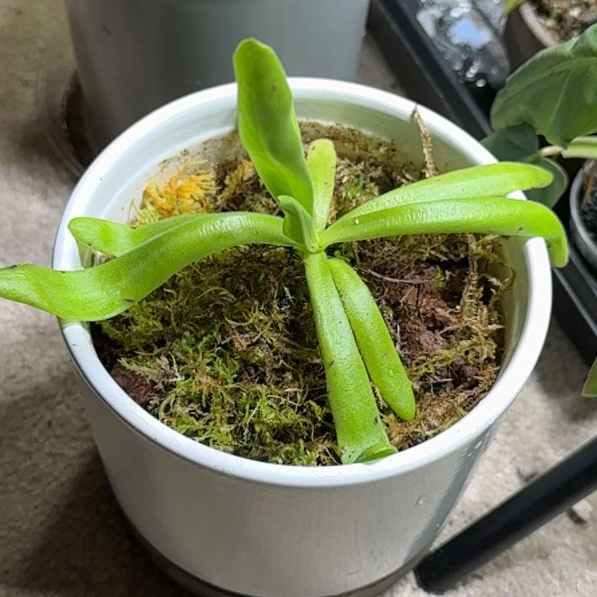 Photo of the plant species Butterwort by @Nyburg named Pinguicula Gigantea x Moctezumae on Greg, the plant care app