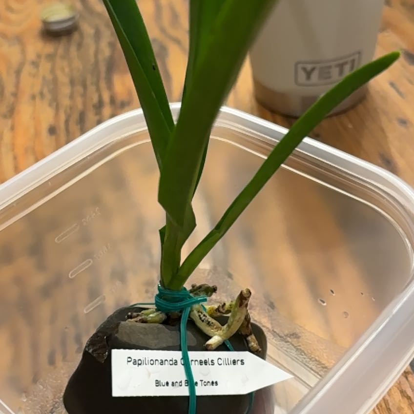 Photo of the plant species Vanda Orchid by @Nyburg named Vanda Orchid on Greg, the plant care app